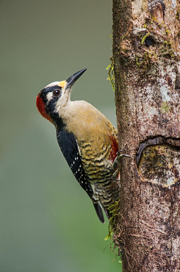 Nature Photograph - Black-cheeked Woodpecker Melanerpes by Panoramic Images