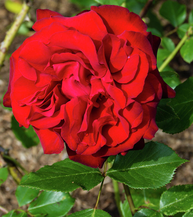 Black Cherry Photograph By Robert Briggs