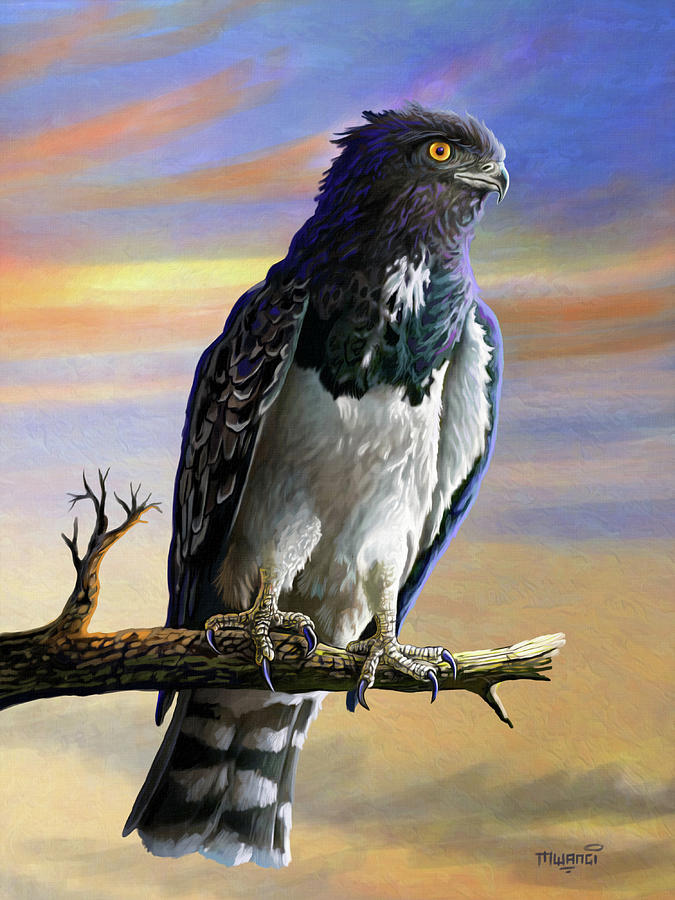 Black chested Snake Eagle Painting by Anthony Mwangi