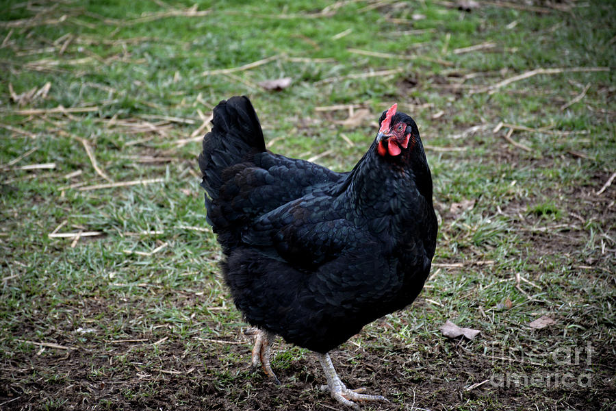 Black Chicken Photograph by FineArtRoyal Joshua Mimbs