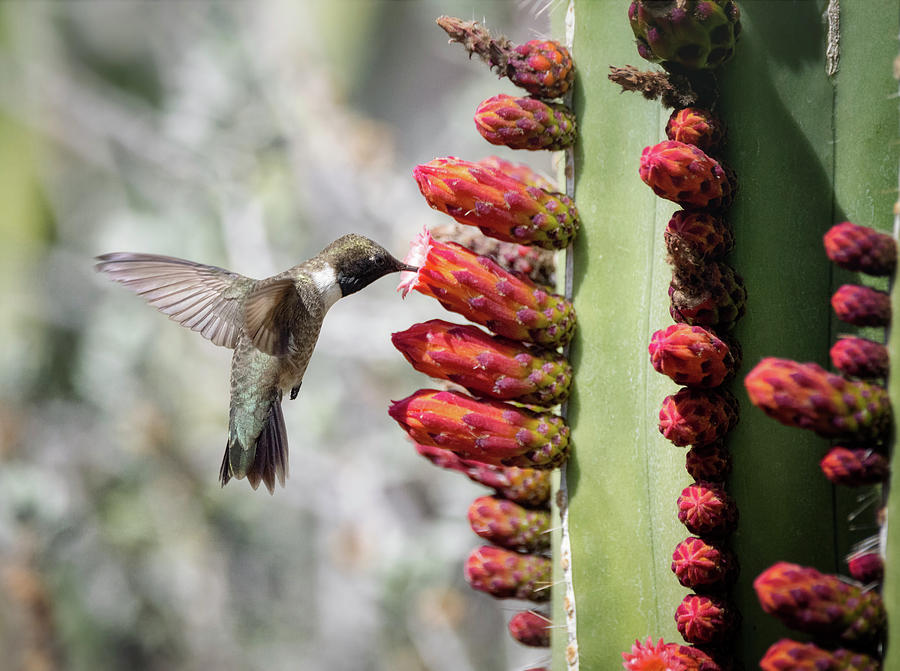 Black-Chin Hummingbird on Cacti Flowers  Photograph by Saija Lehtonen