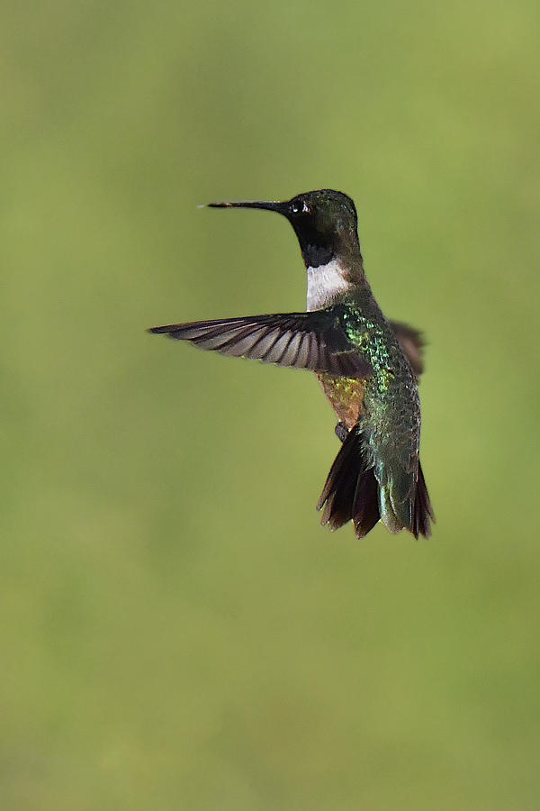 Black-chinned Hummingbird Photograph by Alan Lenk
