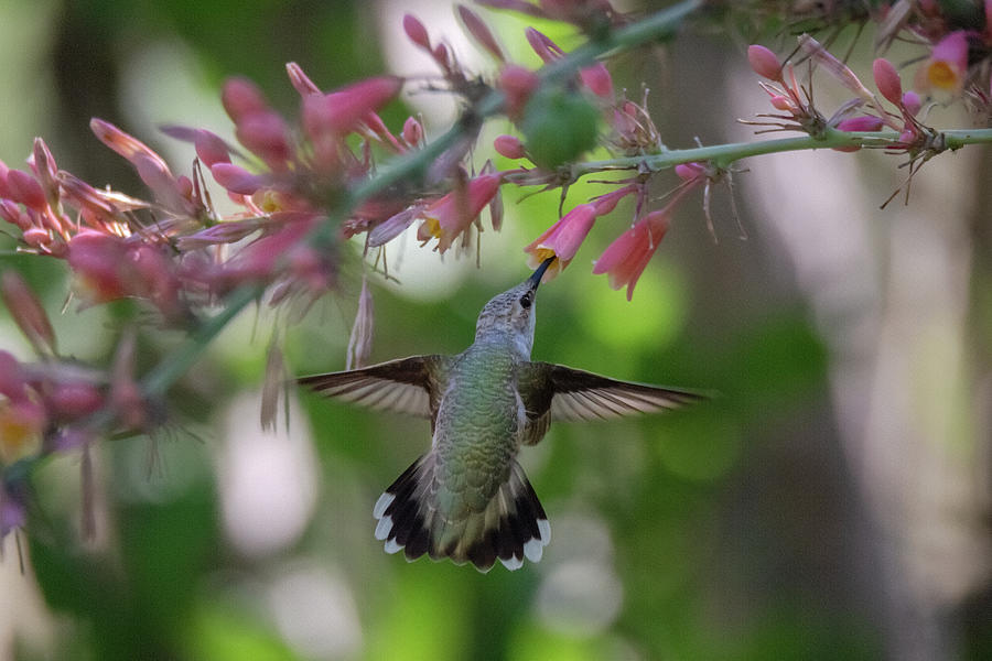 Black-chinned Hummingbird Enjoying The Sweet Blooms Photograph