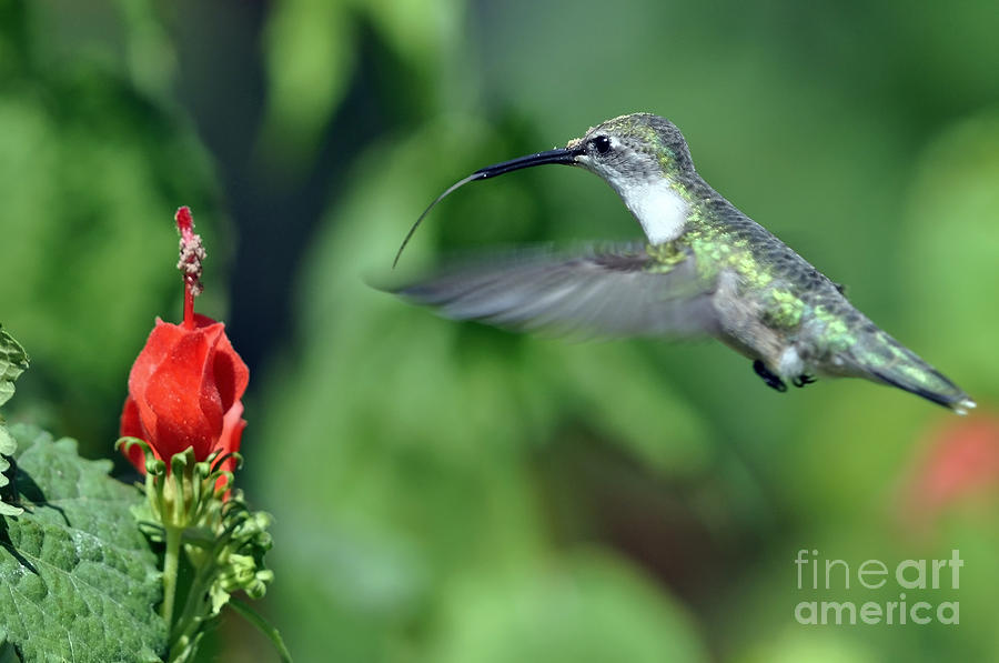 Black Chinned Hummingbird Female  I I Photograph by Laura Mountainspring
