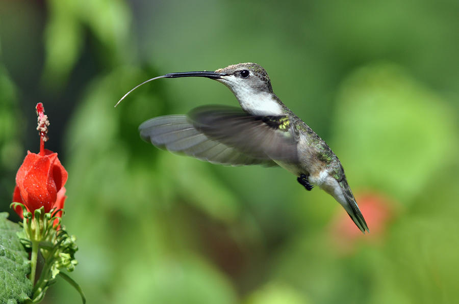 Black Chinned Hummingbird Female Photograph by Laura Mountainspring