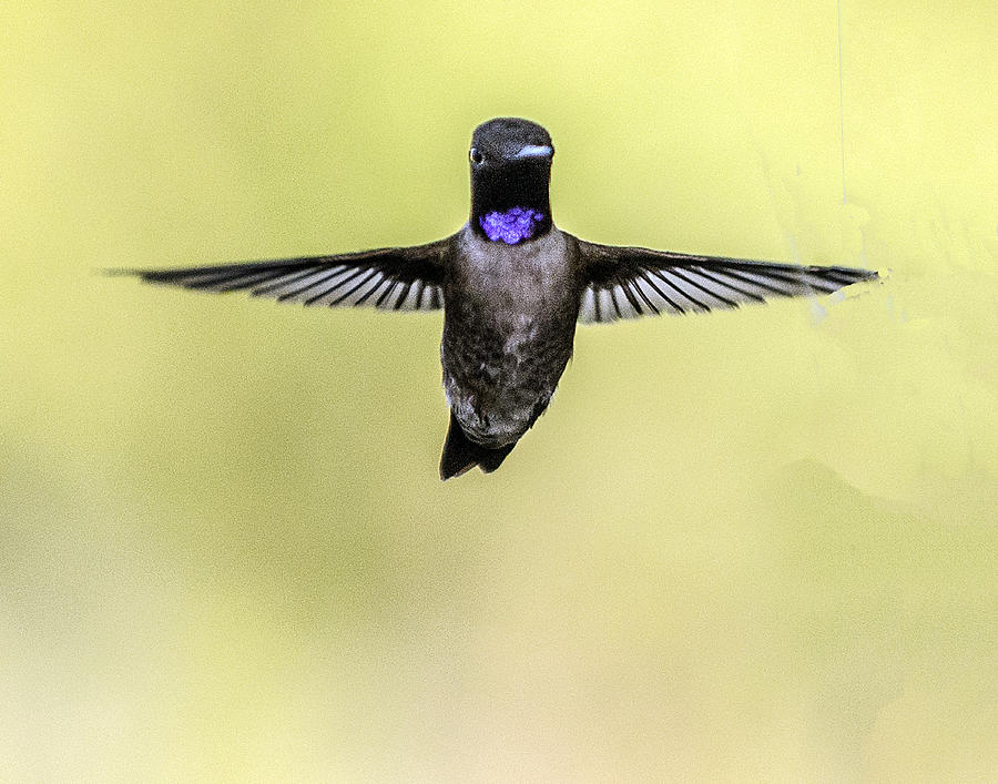 Black-chinned Hummingbird Flying Toward Camera Photograph by William Bitman