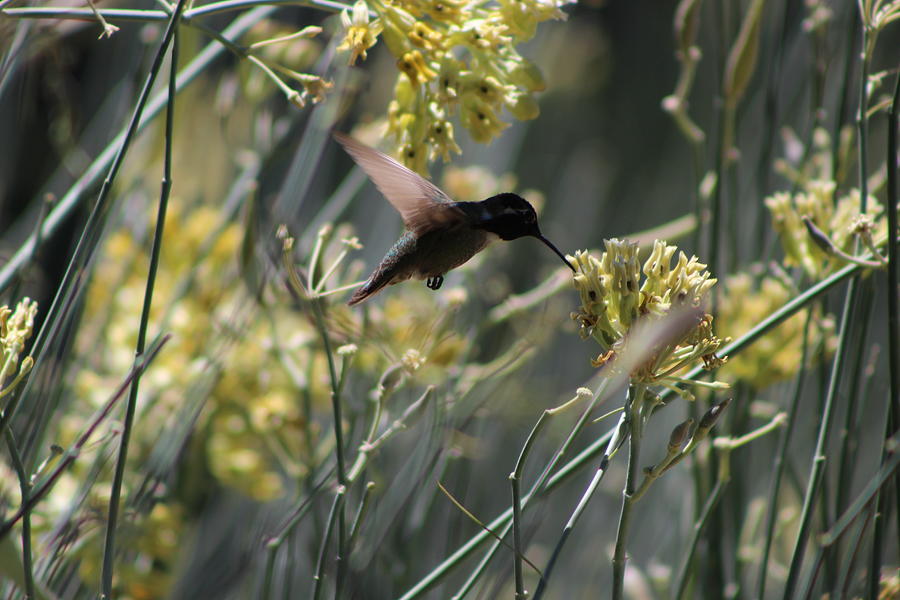 Rancho Mirage Photograph - Black Chinned Hummingbird In Flight by Colleen Cornelius Rancho Mirage Photograph - Black Chinned Hummingbird In Flight by Colleen Cornelius