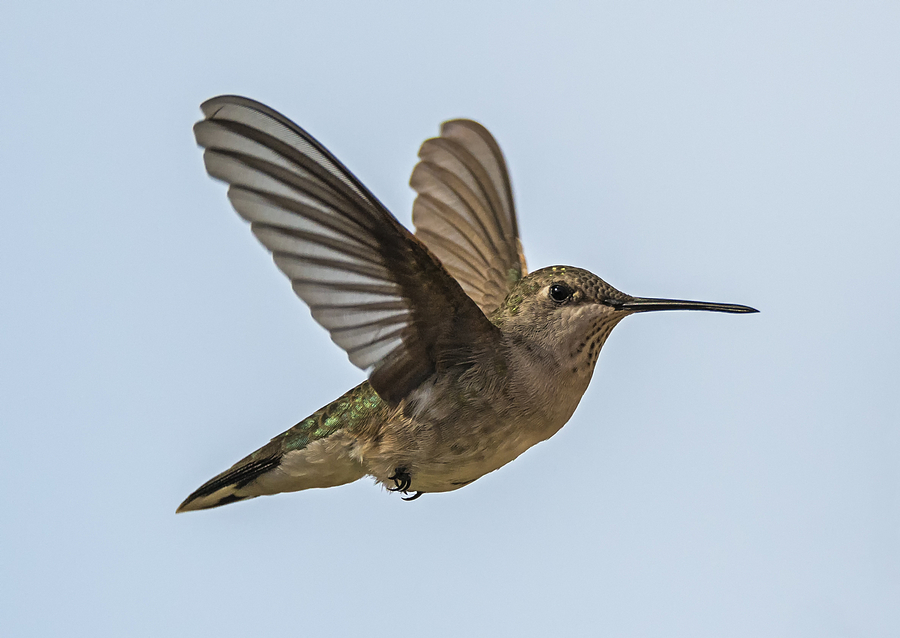 Black-chinned Hummingbird in Flight Photograph by Loree Johnson