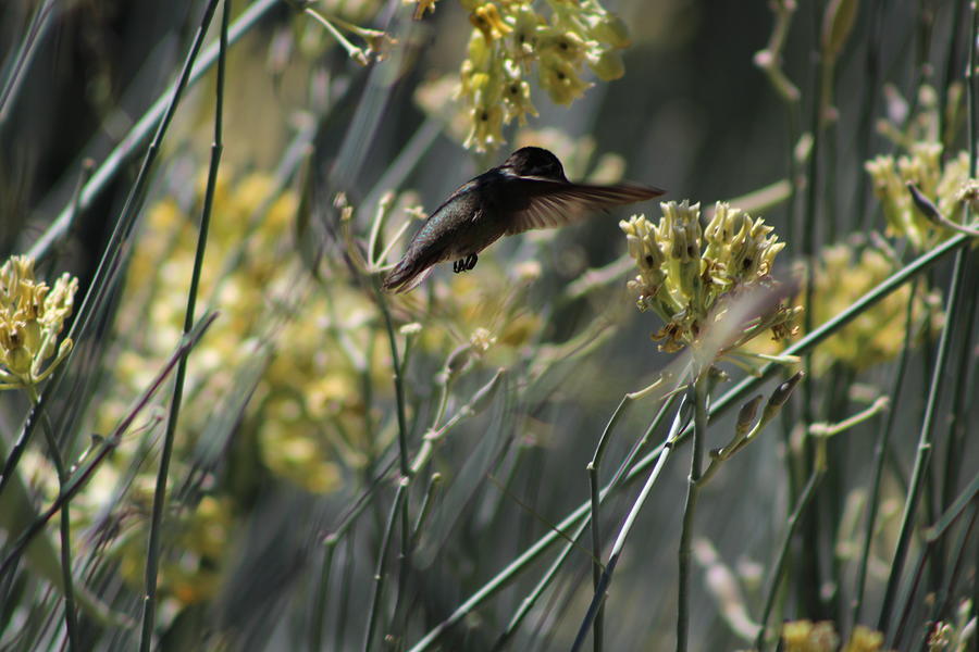 Rancho Mirage Photograph - Black Chinned Hummingbird in Garden by Colleen Cornelius Rancho Mirage Photograph - Black Chinned Hummingbird in Garden by Colleen Cornelius