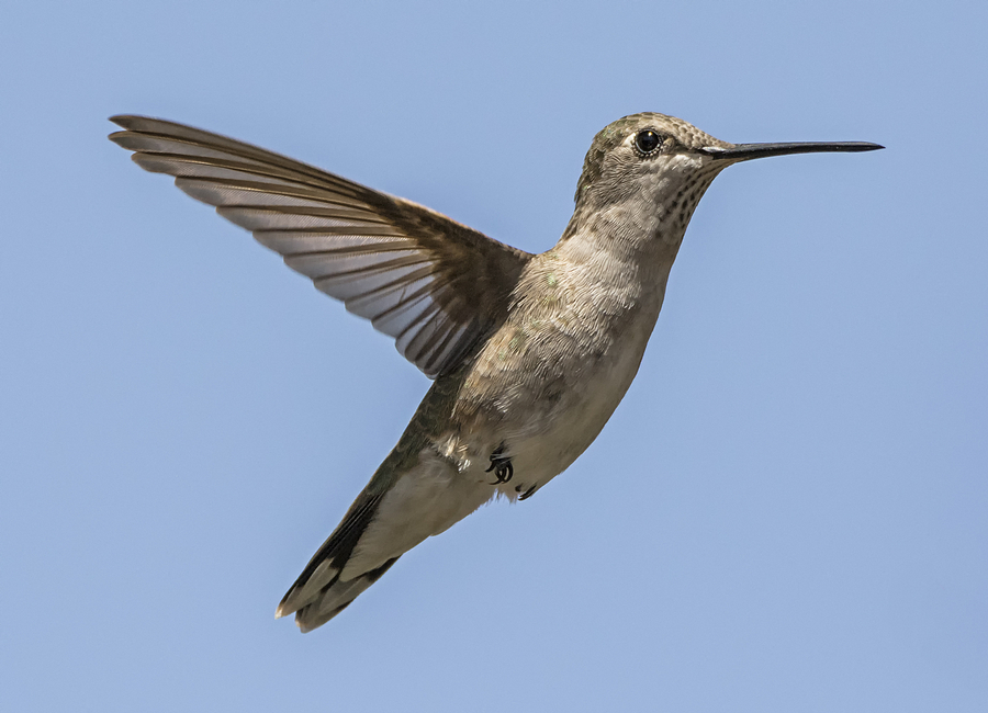 Black-chinned Hummingbird Photograph by Loree Johnson