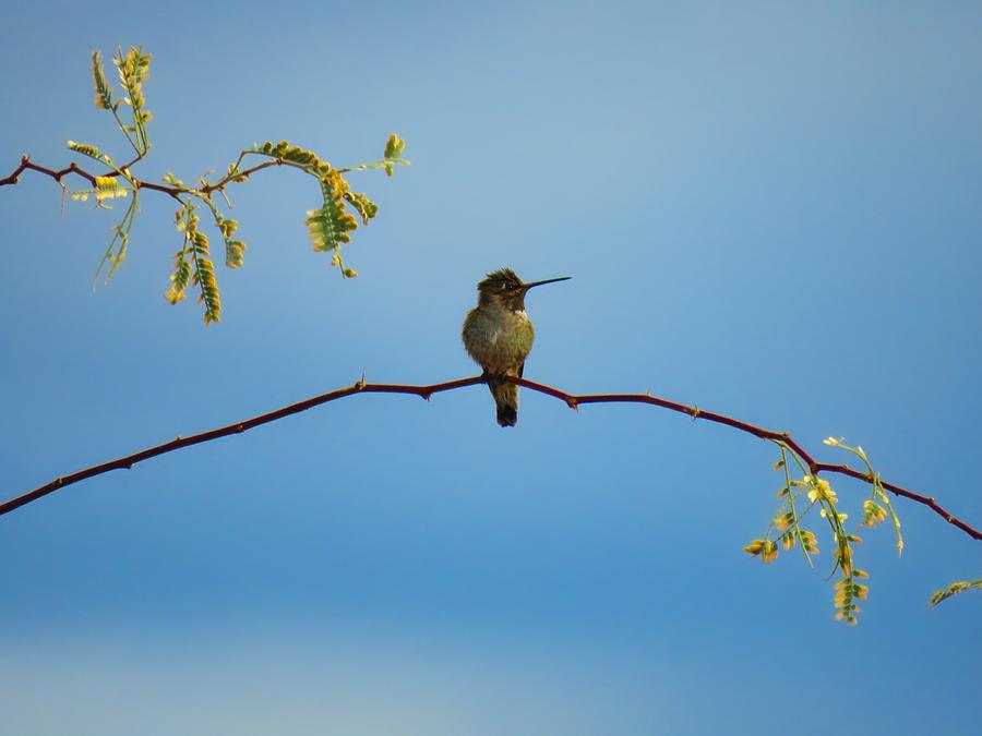Black-Chinned Hummingbird on Mesquite Photograph by Judy Kennedy