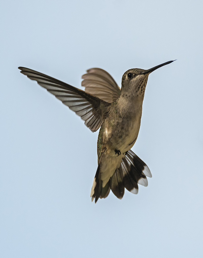 Black-chinned Hummingbird Portrait Photograph by Loree Johnson