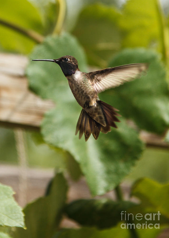 Black-chinned Hummingbird Photograph by Robert Bales