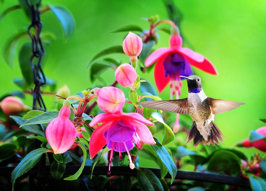 Hummingbird Photograph - Black-chinned Hummingbird with Fuchsia by Lynn Bauer