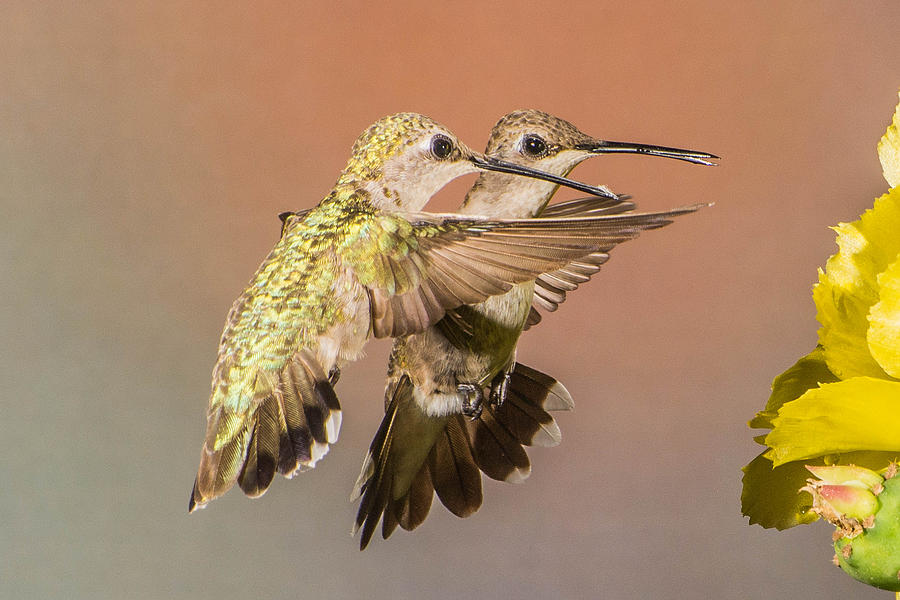 Black-chinned Hummingbirds Photograph by Peggy Blackwell
