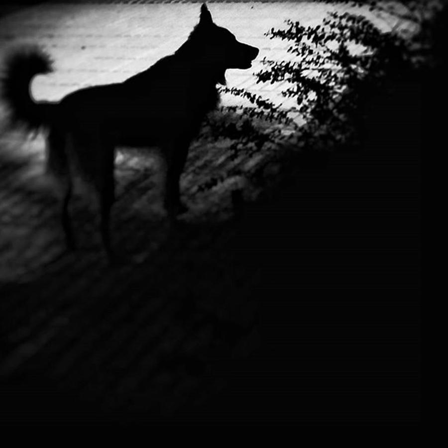 Dog Photograph - Black Chuvak
#dogs #dogsofinstagram by Rafa Rivas