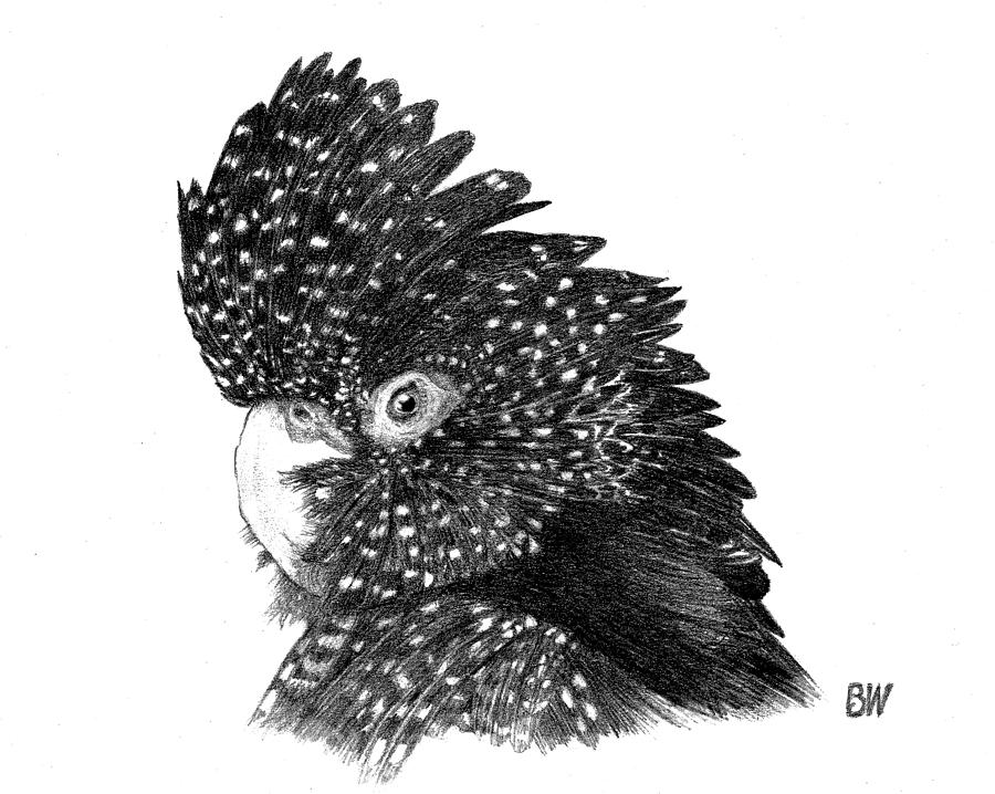 Black Cockatoo Drawing by Billy Williams