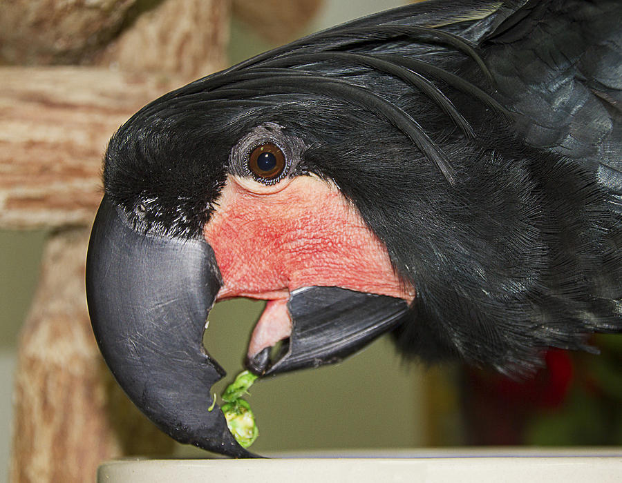 Black Cockatoo Photograph by Bob Slitzan
