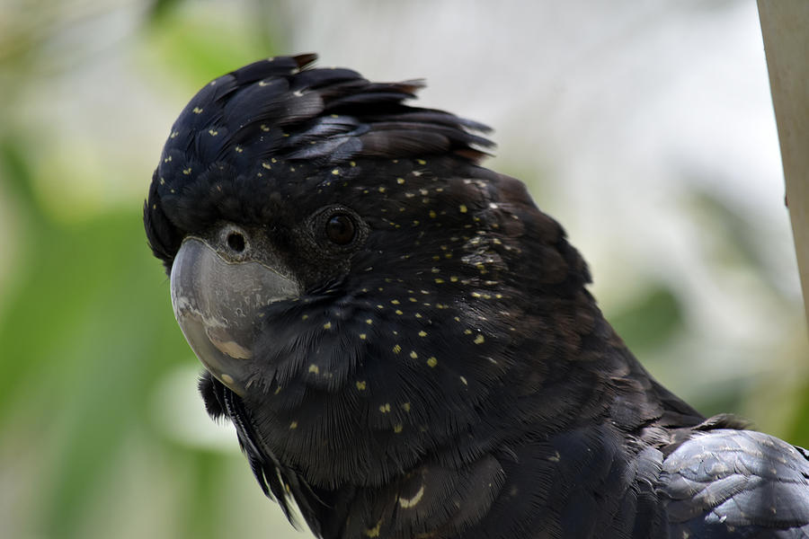 Black cockatoo Photograph by Charissa Allan | Fine Art America