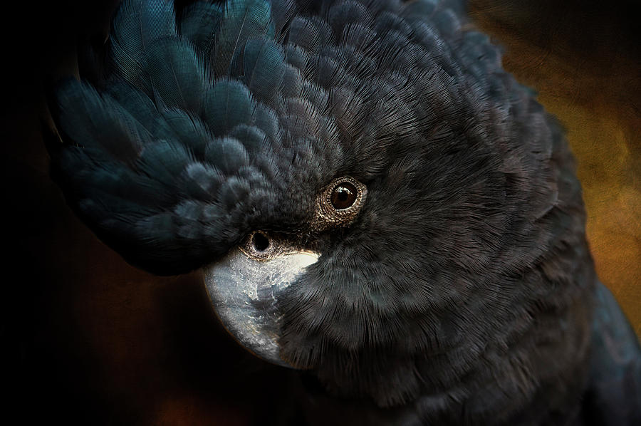 Black Cockatoo Photograph by Diana Andersen
