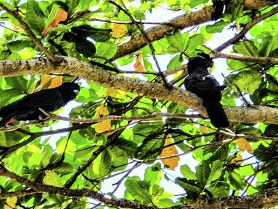 Black Cockatoos Photograph