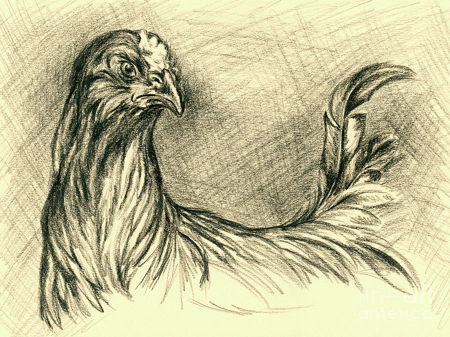 Black Cockerel Drawing by MM Anderson