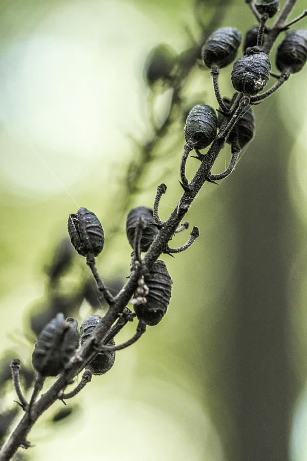 Black Cohosh Seed Pods - Actaea Racemes - Wildflower Photograph