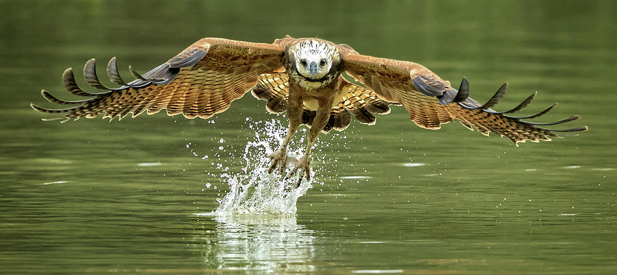 Black Collared Hawk fishing Photograph by Steven Upton