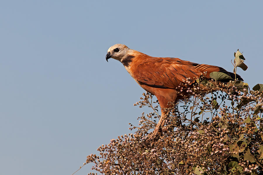 Black-Collared Hawk, Pantanal Photograph by Aivar Mikko