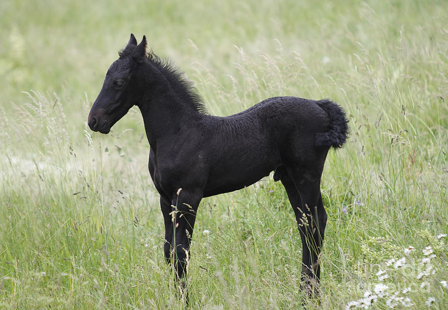 Black Colt On The Meadow Photograph by Michal Boubin