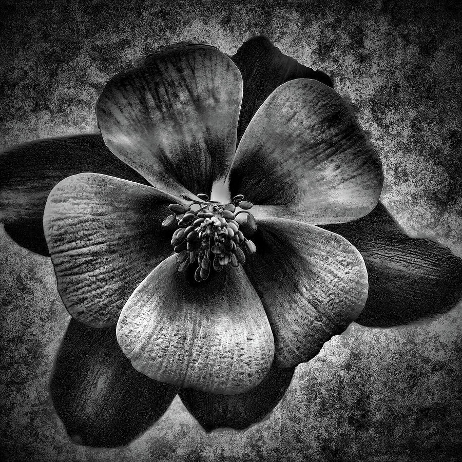 Nature Photograph - Black Columbine by Phyllis Taylor