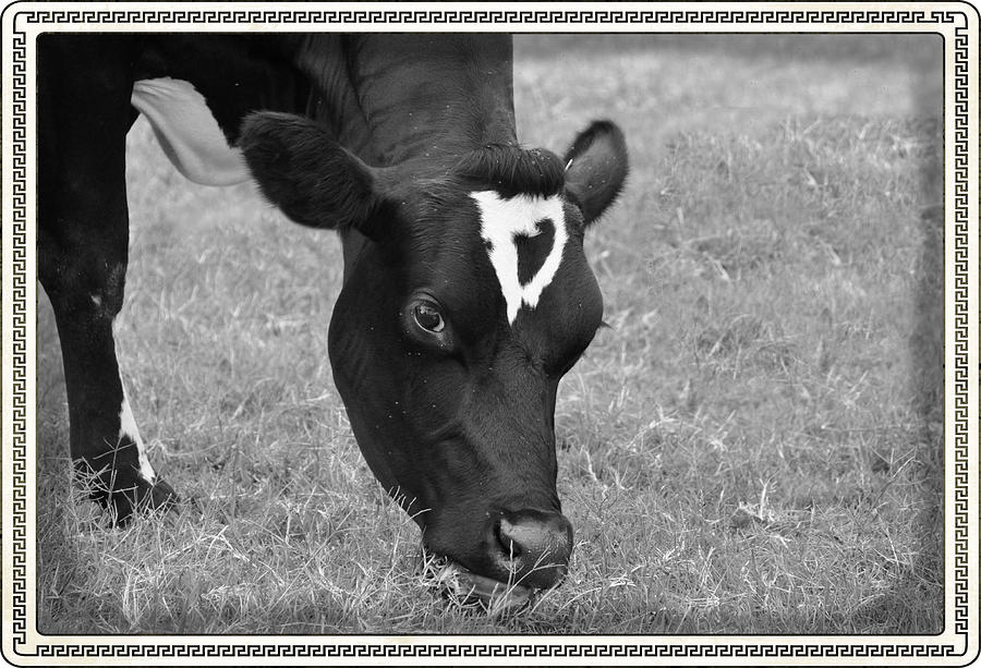 Black Cow Diva Photograph by Jan Amiss Photography