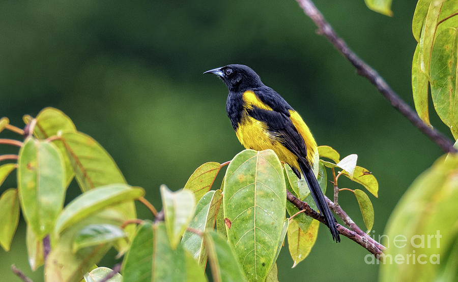 Black Cowled Oriole Photograph by Ed McDermott