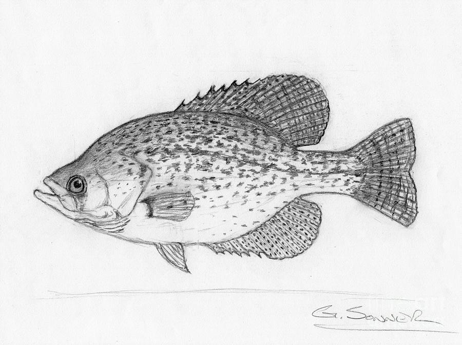 Black Crappie Drawing by George Sonner - Pixels