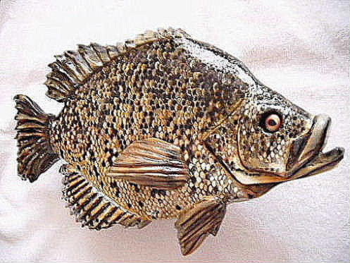Fish Relief - Black Crappie Number One by Lisa Ruggiero