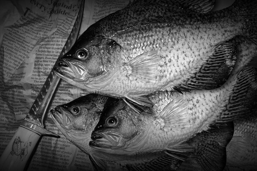 Black Crappie Panfish with Fish Filet Knife in Black and White Photograph by Randall Nyhof