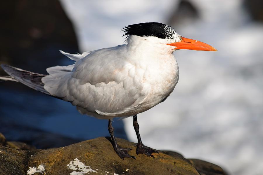 Black Crested Gull Photograph by Eric Johansen - Pixels