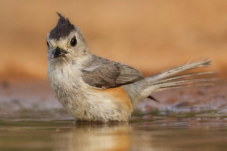 Black-crested Titmouse Bathing Photograph by Jerry Fornarotto