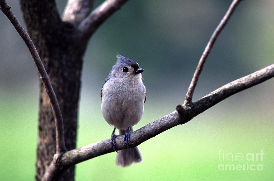 Black-crested Titmouse  Photograph by Thomas R Fletcher