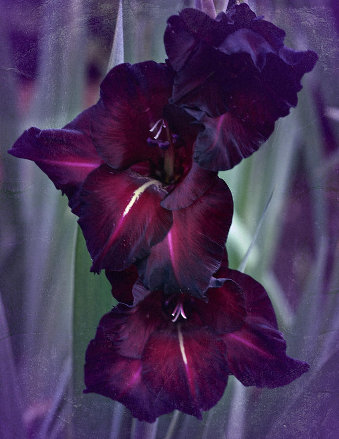 Black Crimson Gladiolus Photograph by Richard Cummings