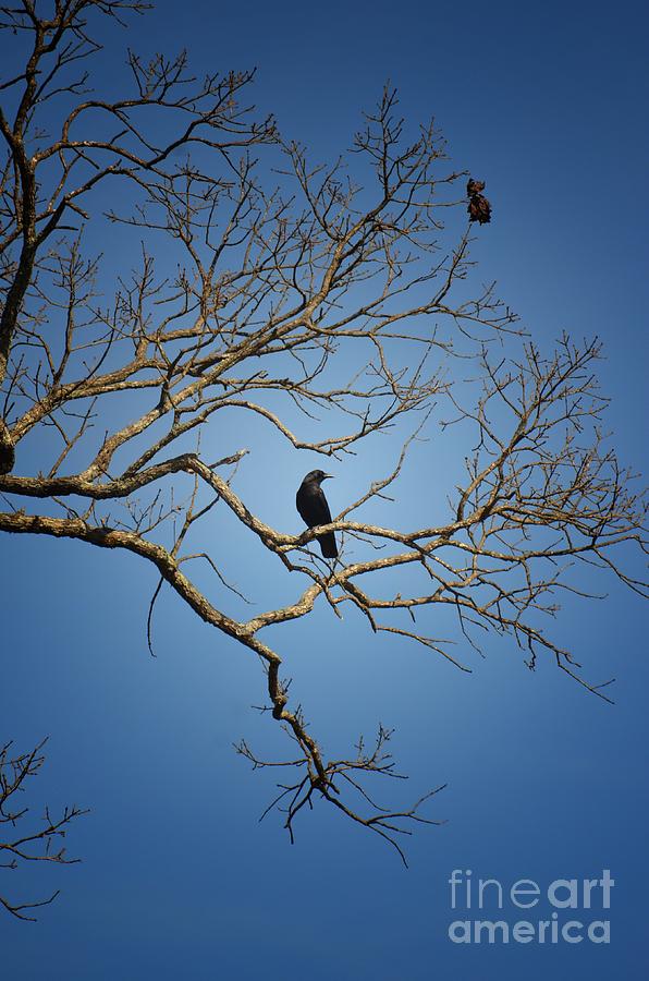 Crow Photograph - Black Crow 15-02 by Maria Urso