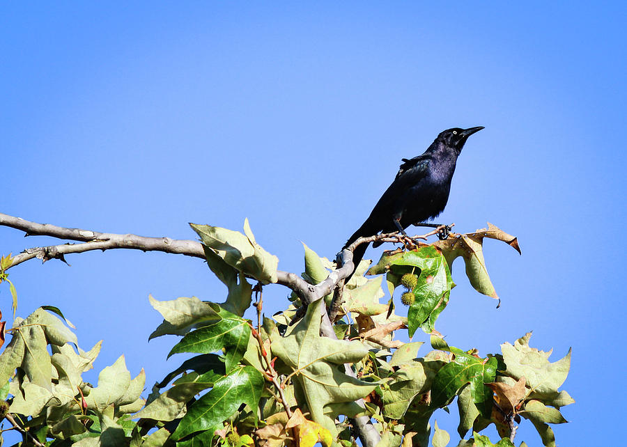 Grackle on a Tree Photograph by Alison Frank
