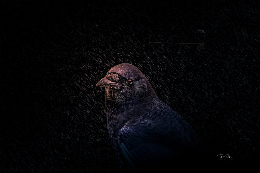 Black Crow at Night Photograph by Bill Posner