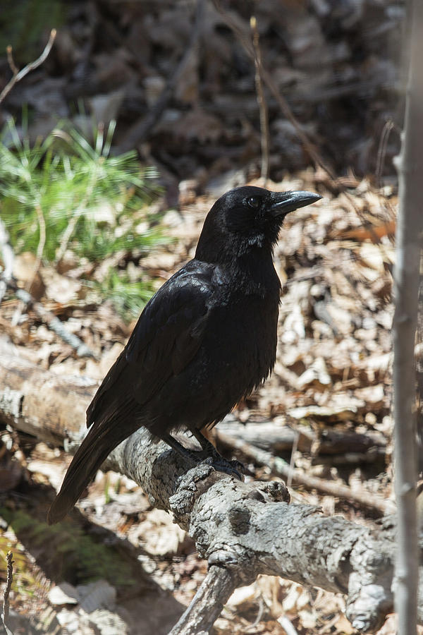 Bird Photograph - Black Crow in the Forest by John Haldane