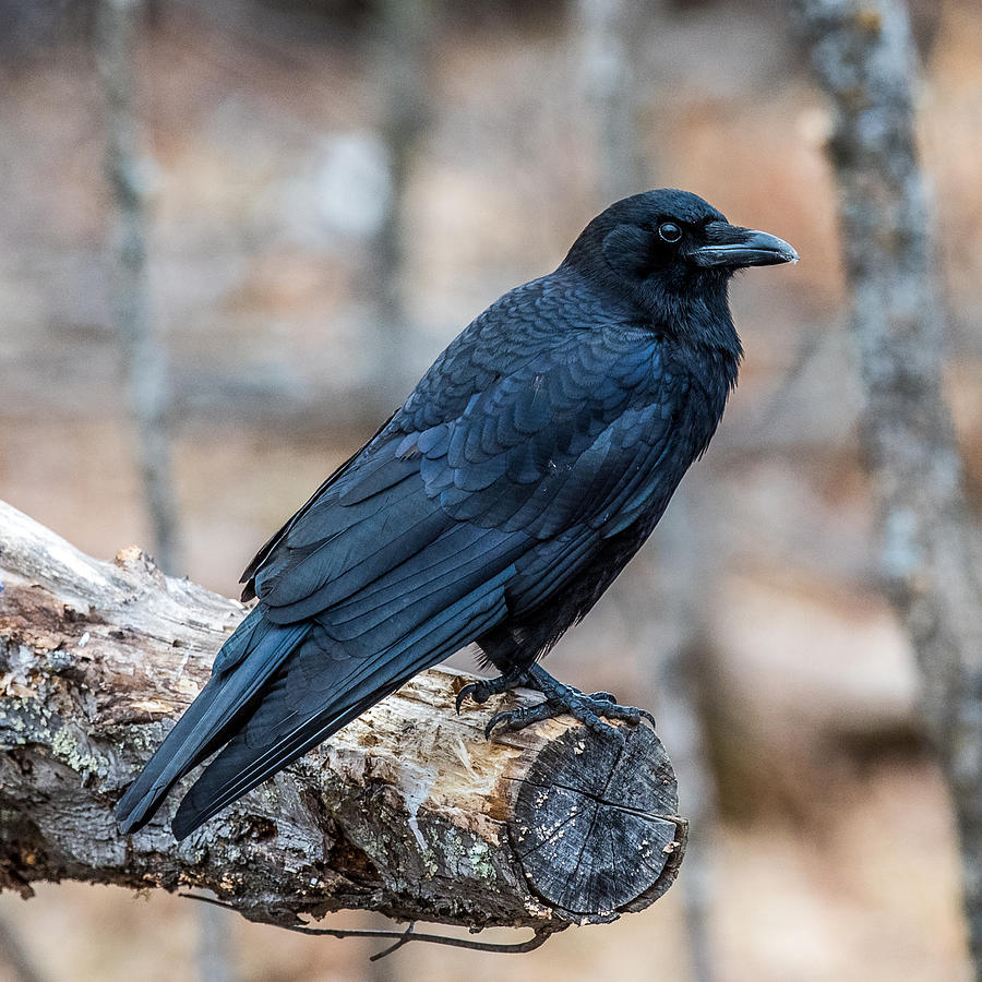 Crow Photograph - Black Crow by Paul Freidlund