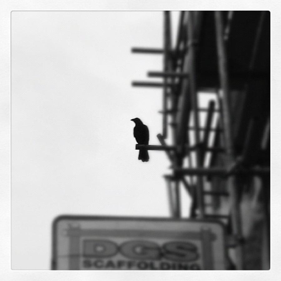 Crow Photograph - #black #crow #silhouette. #shadow #city by Louise McAulay