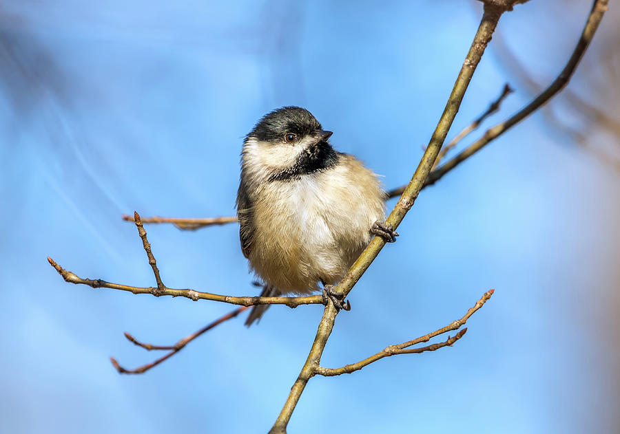 Black Crowned Chickadee in the sunlight on a branch Photograph by Patrick Wolf