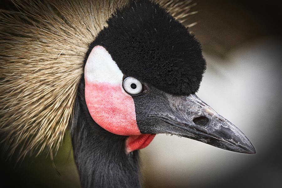 Bird Photograph - Black Crowned Crane by Brandt Clowers
