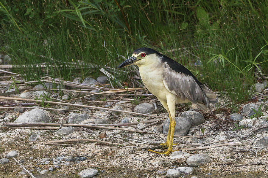 Black-Crowned Heron On Shore Photograph by Yeates Photography