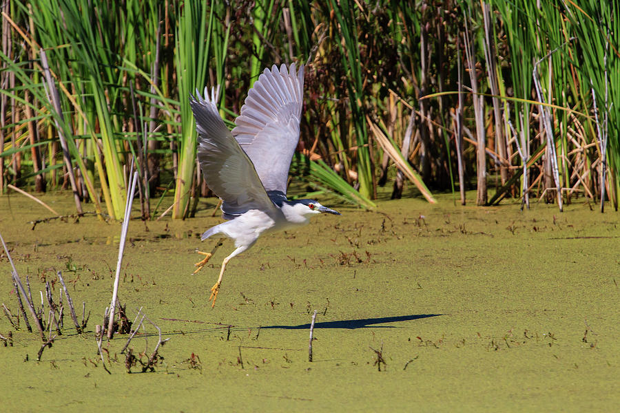 Black-crowned Nght Heron Photograph by Gary Hall